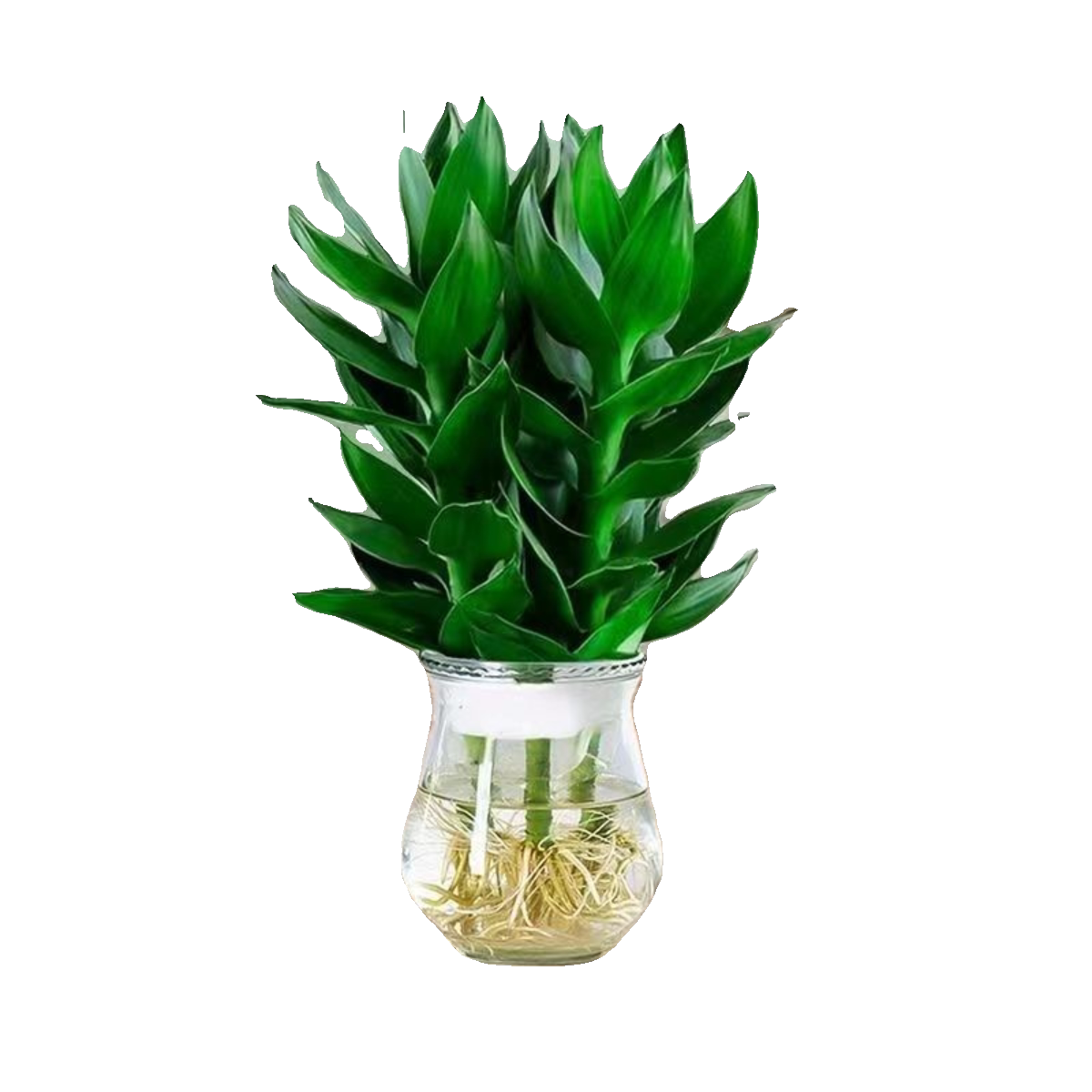 【竹来运转】观音竹富贵竹水培植物花卉绿植室内盆栽转运竹子好养