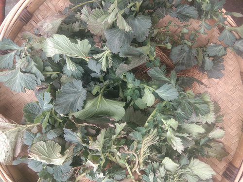 新晒兰布正中药材干货全草500克 贵州蓝布正水杨梅路边青南布正 - 图1