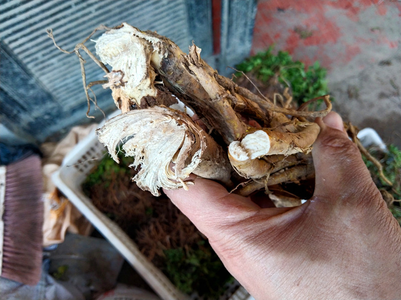 贵州食用新鲜苦参根 中药材山槐根整根湿货野槐根苦骨茶地参500克 - 图0