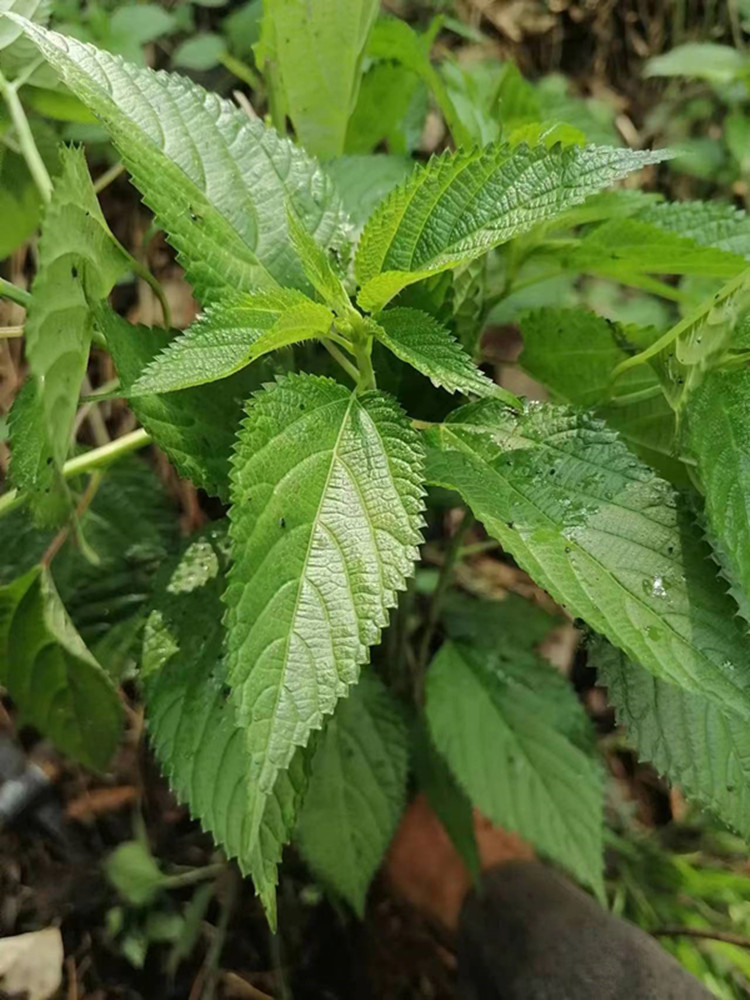 新晒干货红活麻中药材 红藿麻红线麻纯根小红麻红禾麻红火麻草药 - 图1