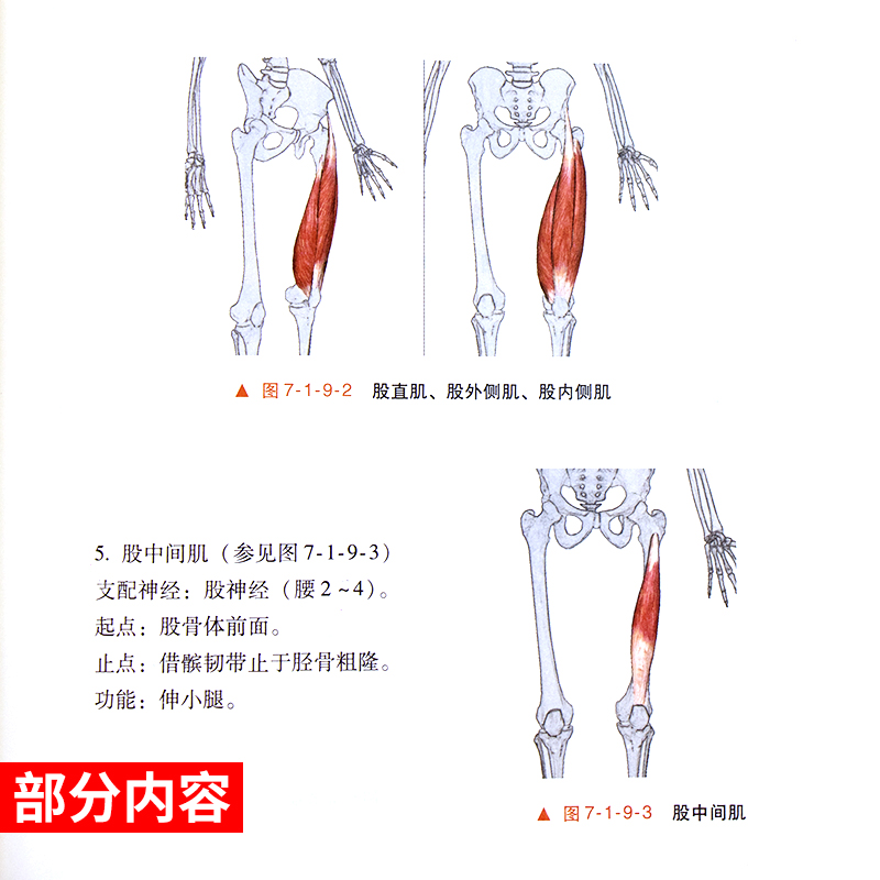 正版 颊针疗法 王永洲 人民卫生出版社 中医针灸书籍 颊部医学基础颊针穴位与图谱全息理论可搭配陈氏气道手针书  针灸学书籍 - 图2