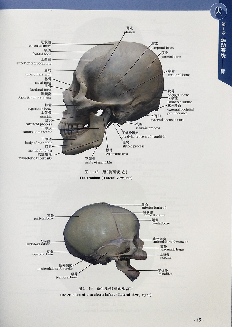 人体实物解剖图谱第三3版系统解剖学全彩人体解剖彩色图谱人体医学实用局部运动系统学实物标本全彩人体解剖彩色图谱奈特解刨-图2