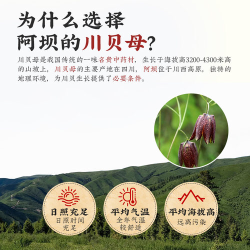 买3送2真野生川贝母四川川贝粉正品非中药材特级松贝米贝包邮10g - 图1