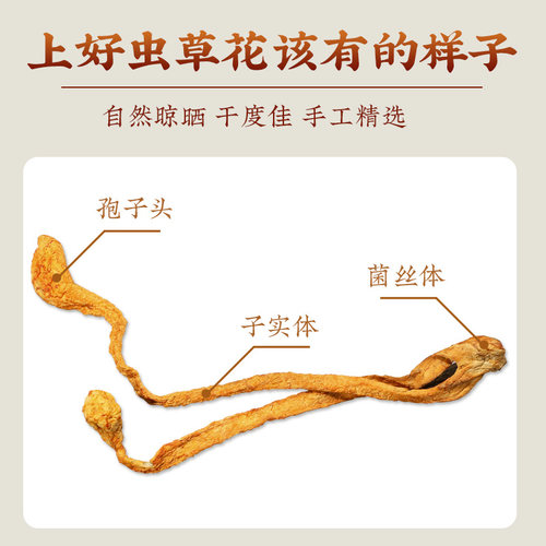虫草花正品新鲜干货官方旗舰店金虫草菇煲汤材料非特级野生 - 图0