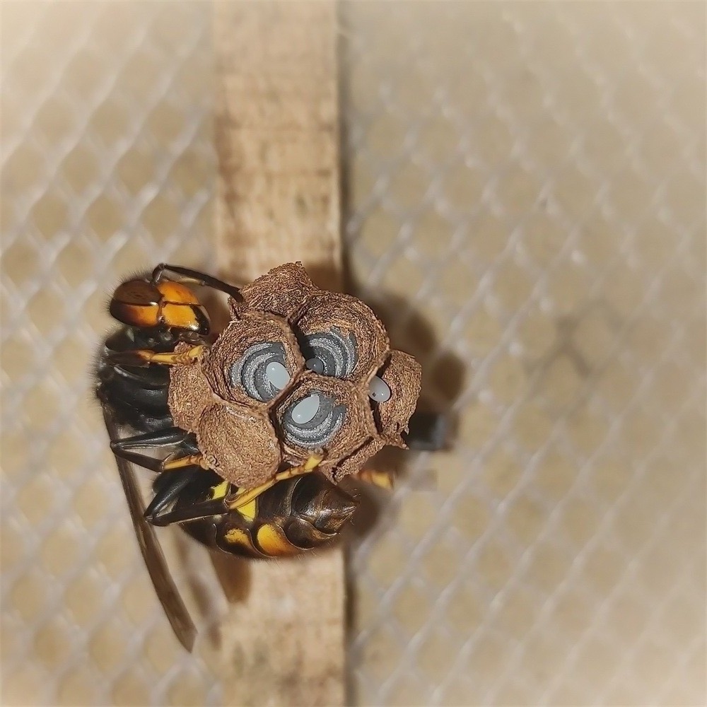 胡蜂3D蜂巢人工蜂巢模压红娘金环大黑尾虎头蜂王黄脚葫芦黑盾马蜂-图2