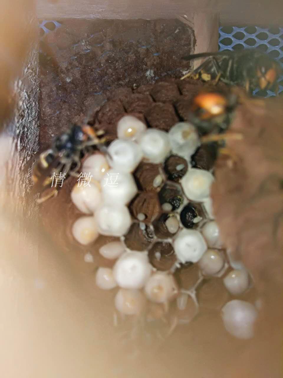 胡蜂饲料马蜂服代替蜜蜂蝗虫蚂蚱金环大黑红娘葫芦蜂花脚黄脚食物 - 图0