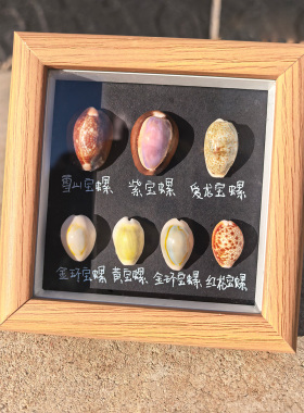 天然海螺贝壳标本相框画