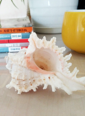 天然贝壳海螺千手菊花螺摆件地中海摆件特色工艺品鱼缸造景大螺