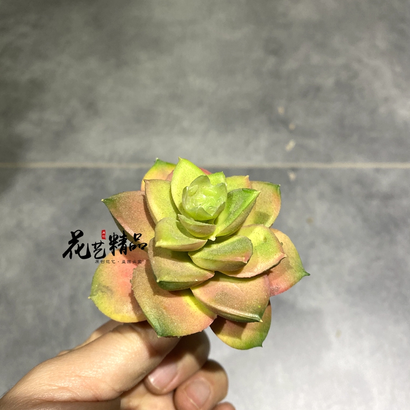 仿真多肉植物直播间造景绿化露营风装饰品绿植沙漠玫瑰枯山水苔藓-图2