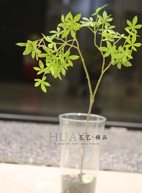 仿真绿植小枝叶异形鸡爪槭枫叶迎客枫装饰树枝插花素材美陈道具