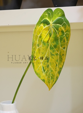 热带大叶子仿真花烛叶黑天鹅海芋叶造景装饰美陈拍照道具叶材