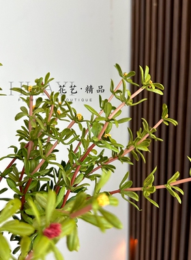 手感保湿小植物龙蛇草微景观