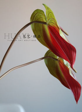 渐变色仿真花烛红掌火鹤热带植物网红绿植花艺装饰拍摄道具绿掌