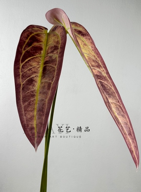 仿真大彩叶芋热带植物家居插花配饰摄影道具玄关装饰绿叶