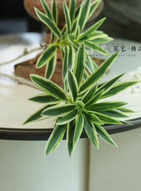 金边百合竹斑节竹仿真植物绿植树枝线条型花艺素材造型优美古树头