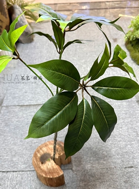 仿真芒果叶热带植物盆栽室内装饰绿植八角金盘叶木瓜植株