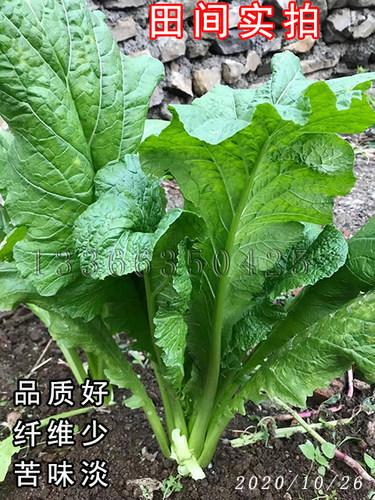绿杆青菜种子 云南板叶小苦菜种子有苦味小青菜种子春秋蔬菜种子 - 图1
