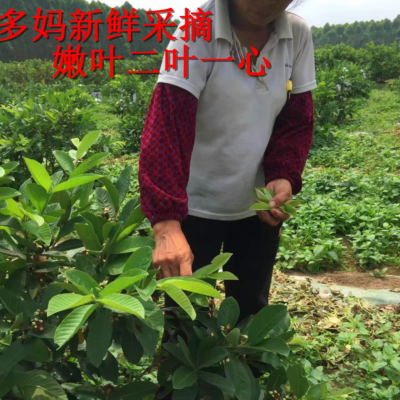 新鲜现摘野生红心番石榴叶 芭乐叶茶番石榴叶子自然晒干 - 图1