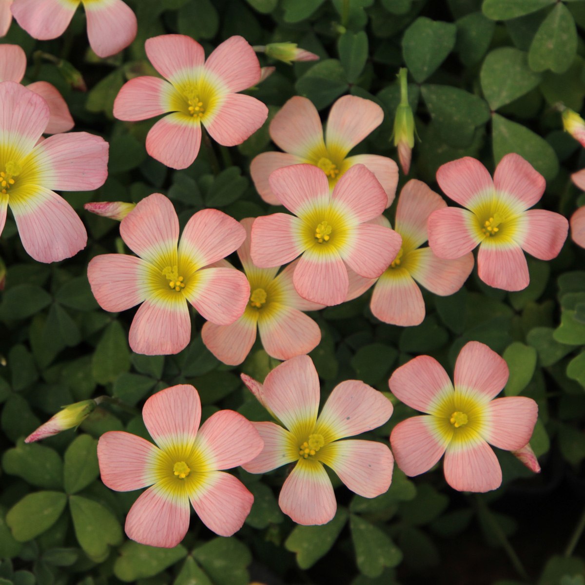 24.6月发货 秋植盆栽晚花酢浆草ob.棉花糖广寒宫红宝石等多品种入 - 图3