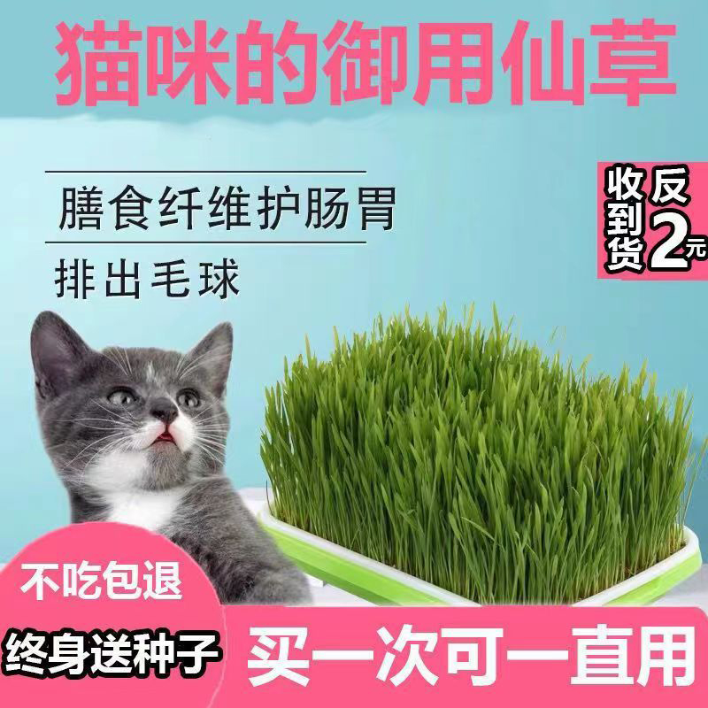 猫草盆栽小麦种子育苗盘无土水培化毛草猫薄荷自已种好幼猫咪零食 - 图0