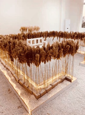 芦苇干花花束北欧装饰客厅落地摆件婚礼布置摄影网红风格拍摄道具