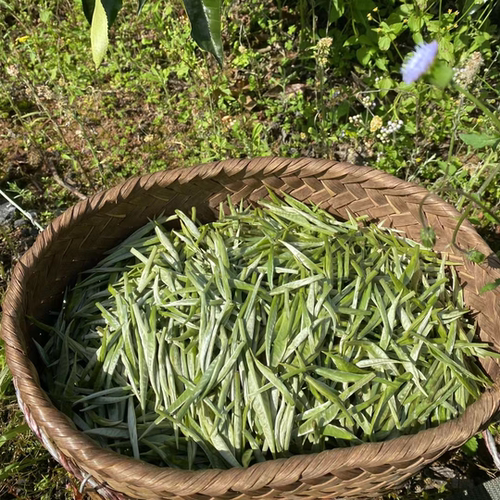 2026年云南月光白茶白毫银针古树白茶生茶250g花香茶农原产地现货 - 图0