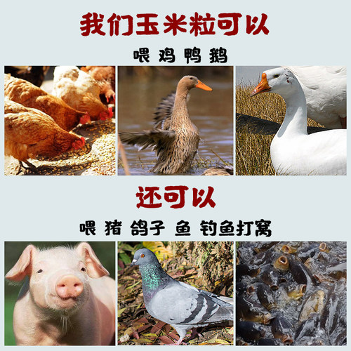新鲜干玉米粒喂鸡鸭鸟鸽子饲料玉米籽打窝鱼饵酿酒玉米粒10斤包邮 - 图1