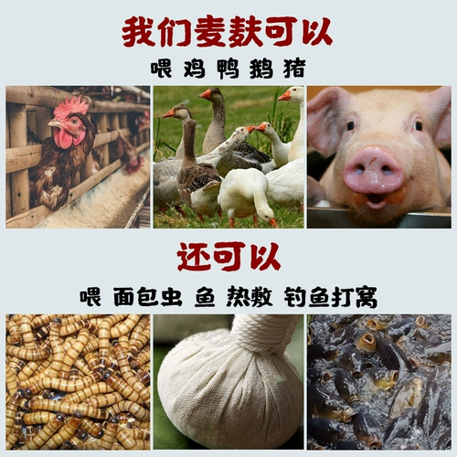 Пшеничная пшеничная пшеница куриная утка насекомые едят грубые пшеничные отруби отруби кормление рыбацкой пшеницы пшеницы пшеницы пшеницы корм