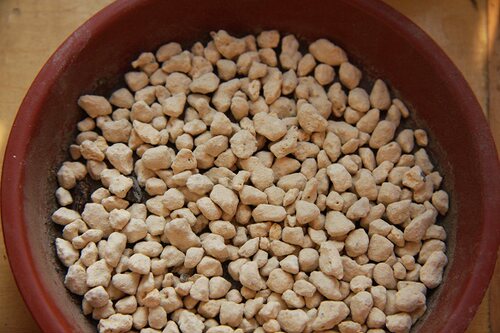 进口鹿沼土小粒3-6多肉、铺面、水培 酸性植物栀子蓝莓桂花茉莉 - 图2