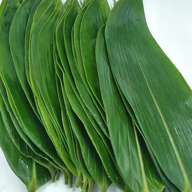 新鲜大粽叶100片真空箬叶芦苇叶子干粽叶大叶端午包粽子叶新叶子_虎窝淘