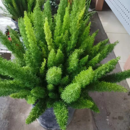 狐尾天门冬多年生耐寒耐热四季常绿室外花园庭院造景盆栽绿植包邮 - 图2