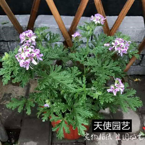 驱蚊草盆栽除虫菊柠檬香草植物驱虫净化空气香叶天竺葵包邮-图0