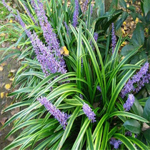 Phnom Penh wheat winter grass broadleaf fry resistant to cold seasons evergreen courtyard potted plants evergreen jade dragon grass dwarf dwarf lilyturf