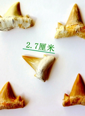 可当作项坠鲨鱼牙精品儿童科普