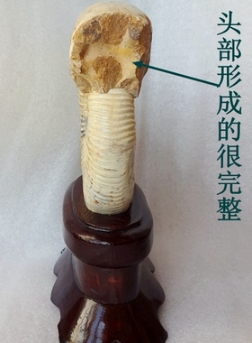 天然古生物海胆三叶虫标本摆件