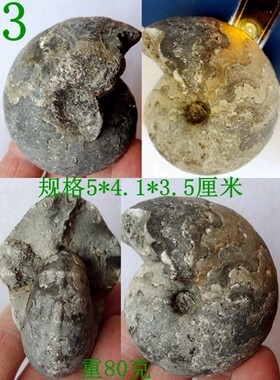 天然菊石化石原石观赏收藏科普