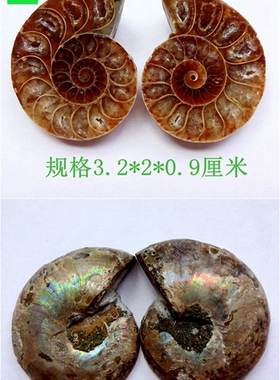 天然玉化螺开片化石漂亮观赏收藏