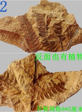 稀有植物化石化石漂亮观赏收藏