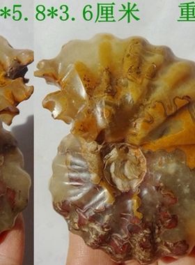 玉化菊石化石稀有珍贵观赏收藏