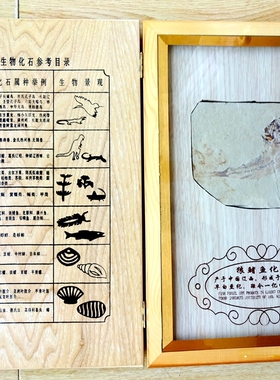 古生物动物昆虫沙鱼牙菊石三叶虫燕子绿色灰色鱼化石标本礼盒1352