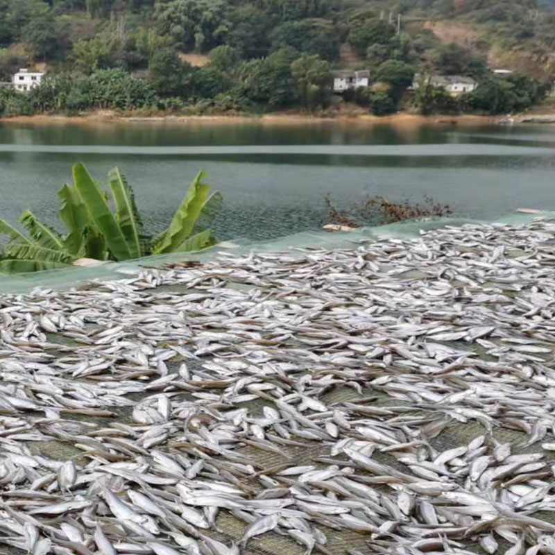 河源原生态淡水鱼干万绿湖小鱼干农家自晒干货500g袋装小鱼仔包邮 - 图1