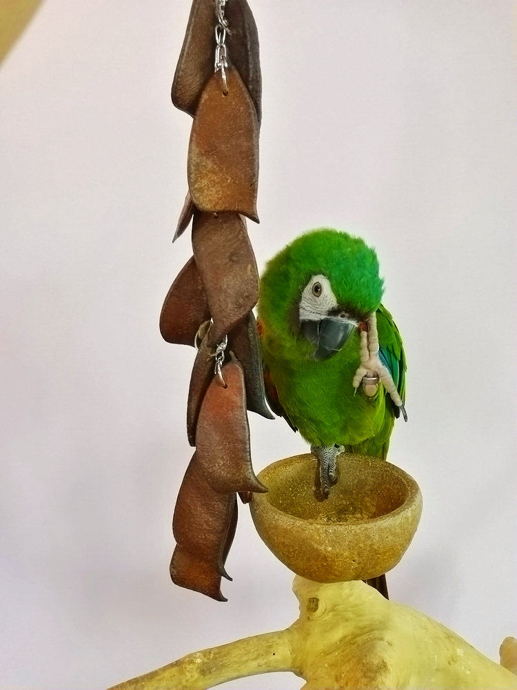 鹦鹉啃咬玩具豆荚串健康安全解闷磨牙训练宠物鸟磨嘴防咬毛用品,淘宝优惠券,粉丝福利购,淘宝优惠卷