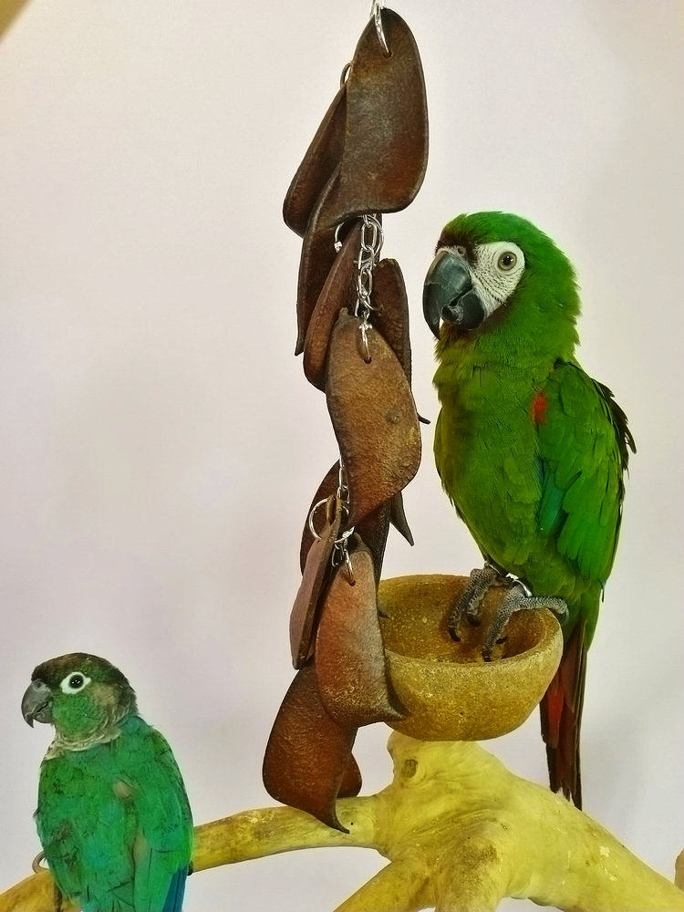 鹦鹉啃咬玩具豆荚串健康安全解闷磨牙训练宠物鸟磨嘴防咬毛用品,淘宝优惠券,粉丝福利购,淘宝优惠卷