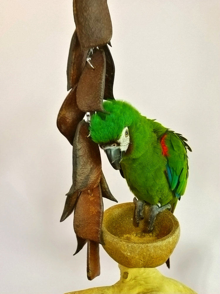 鹦鹉啃咬玩具豆荚串健康安全解闷磨牙训练宠物鸟磨嘴防咬毛用品,淘宝优惠券,粉丝福利购,淘宝优惠卷