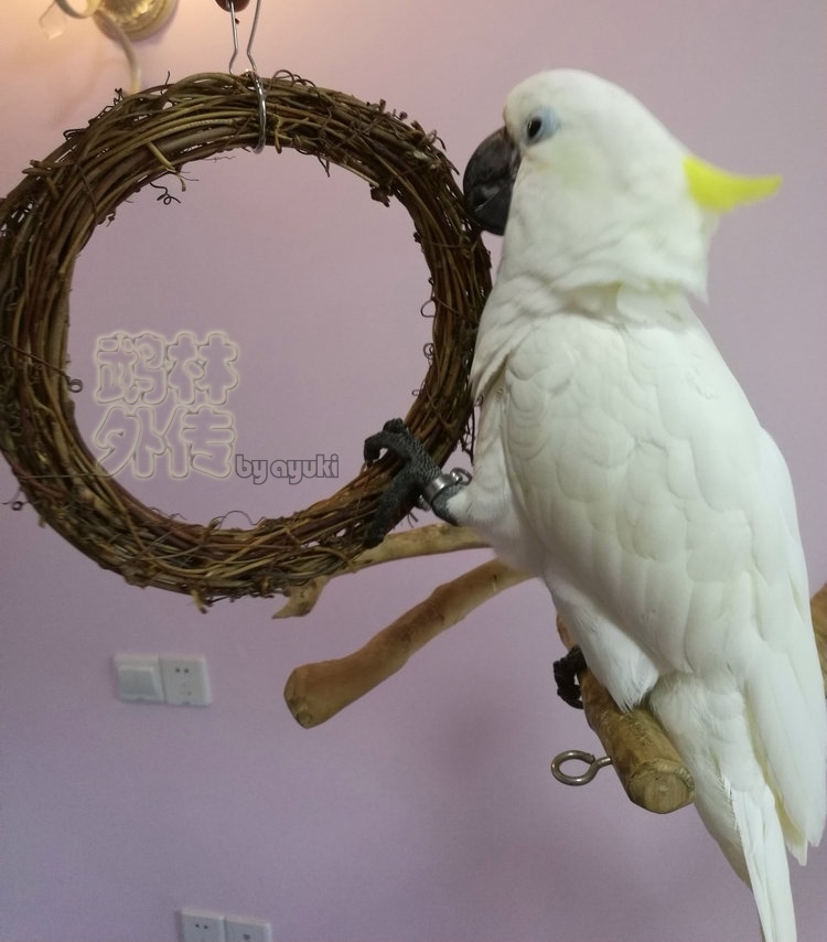 Bite and relieve boredom forest legend educational parrot toys