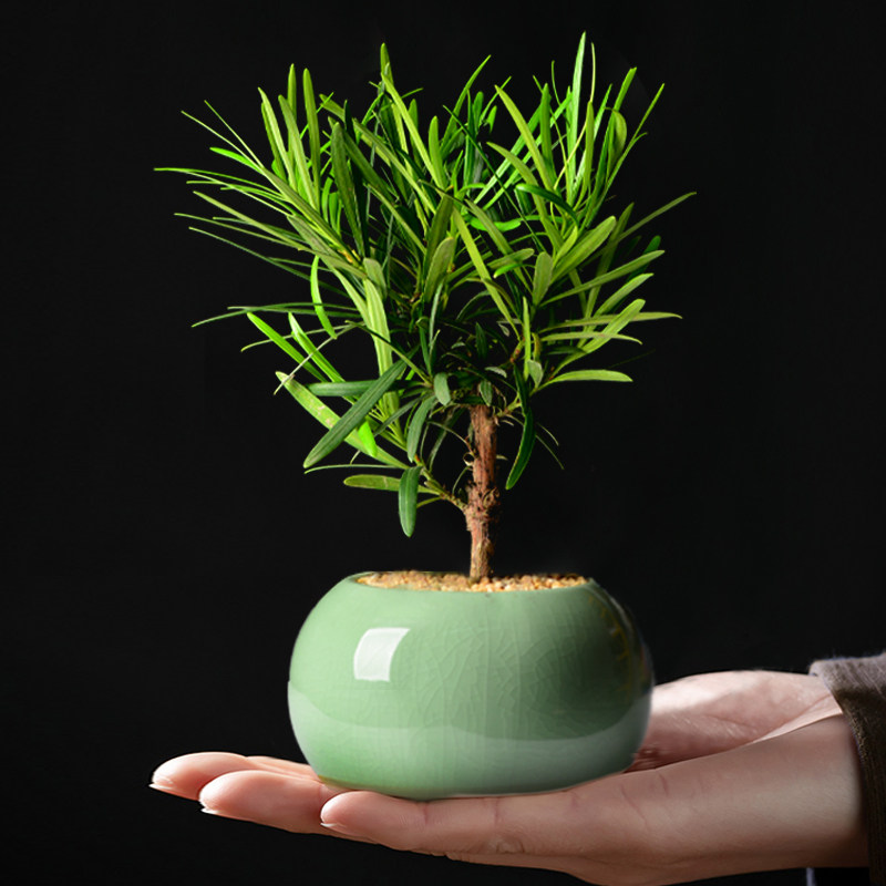 罗汉松老桩盆景桌面办公室盆栽吸甲醛植物盘栽办公桌室内花卉绿植,淘宝优惠券,粉丝福利购,淘宝优惠卷