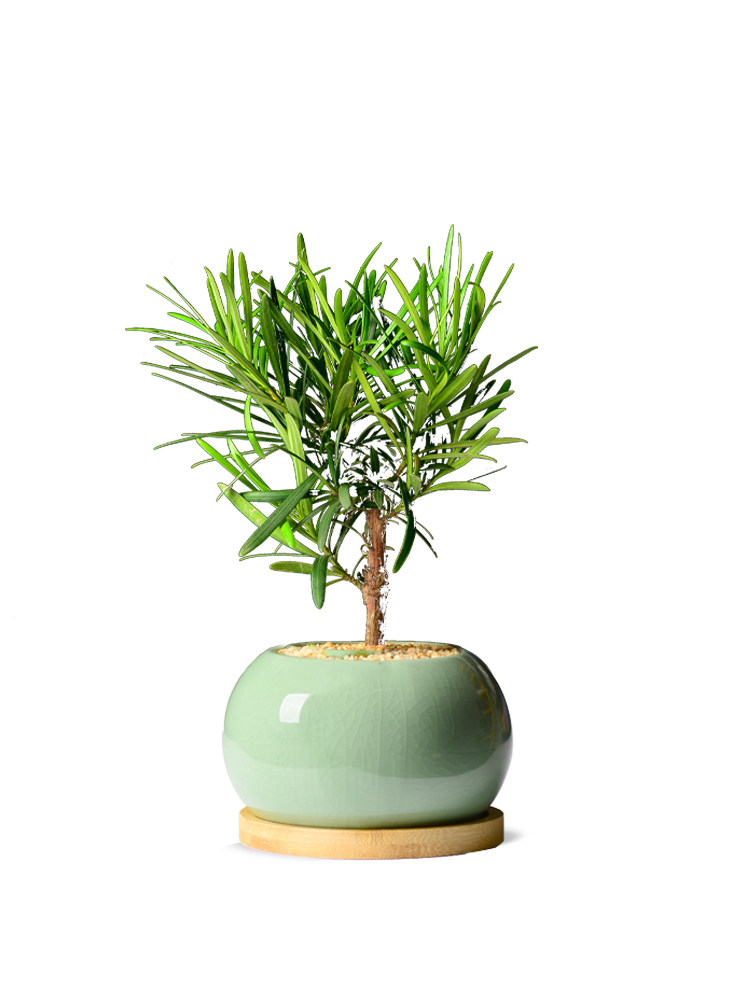 罗汉松老桩盆景桌面办公室盆栽吸甲醛植物盘栽办公桌室内花卉绿植,淘宝优惠券,粉丝福利购,淘宝优惠卷