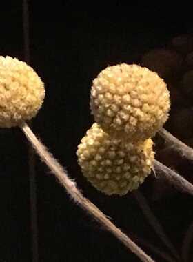 欧式风花朵透明水晶摆件