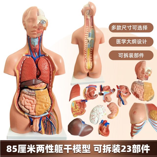 Human torso anatomy model Zhenghe Factory direct delivery