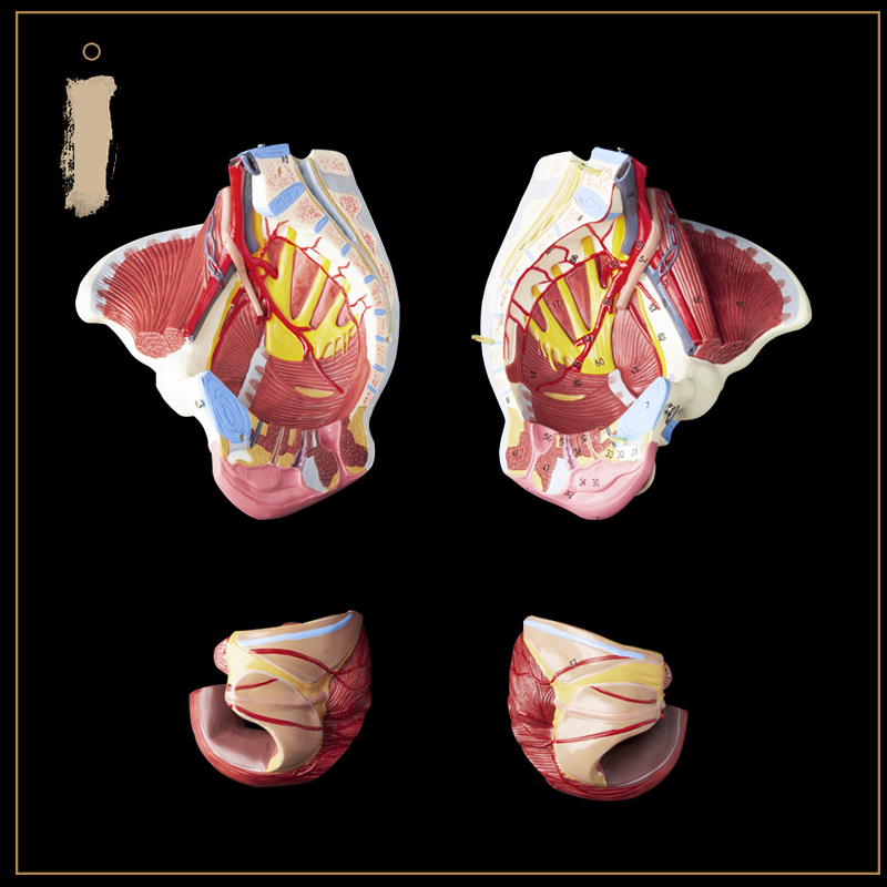 自然大1:1高级女性盆骨附生殖器官与血管神经肌肉模型4配件-图2